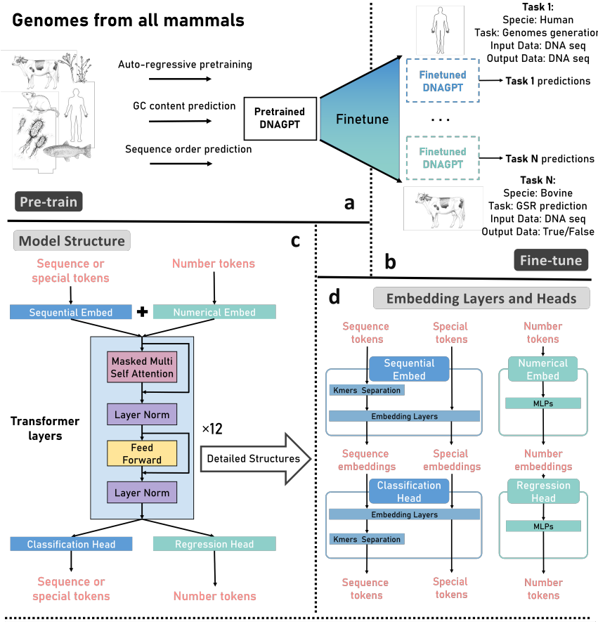 Dnagpt a generalized pre trained tool for versatile dna sequence